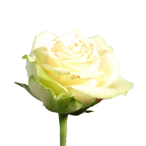 Роза Шампань